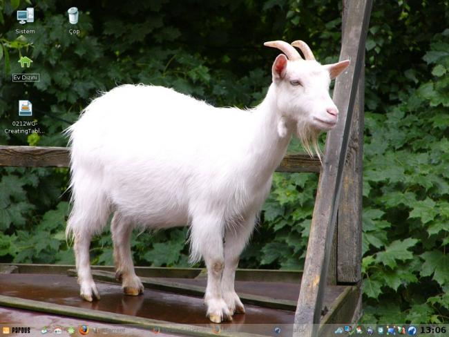 Pardus 2008