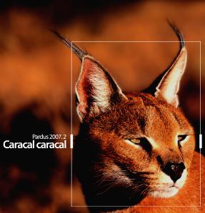 caracalcaracal